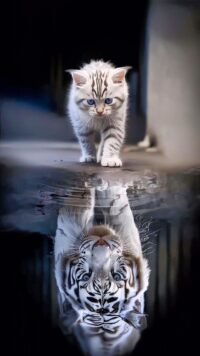 Diseño de Animales 3000008